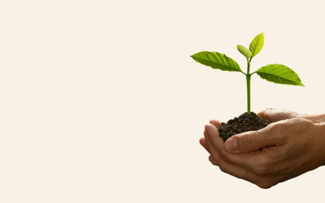 Hands holding a small green sprout in soil, symbolizing recovery for crime survivors applying for a U visa