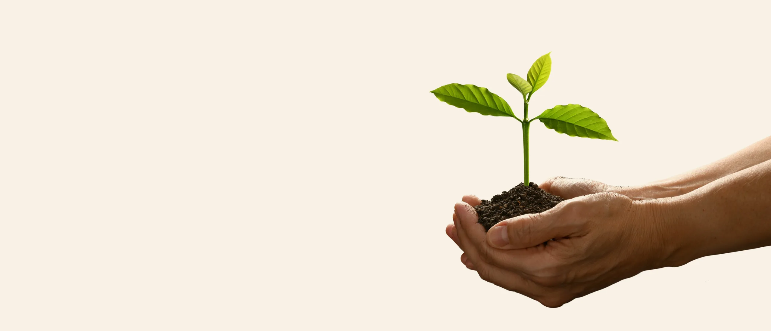 Hands holding a small green sprout in soil, symbolizing recovery for crime survivors applying for a U visa